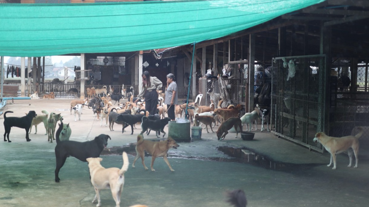 วอนช่วยอุปการะน้องหมา 200 ตัว สามีตาย ภรรยาคนเดียวเลี้ยงไม่ไหว