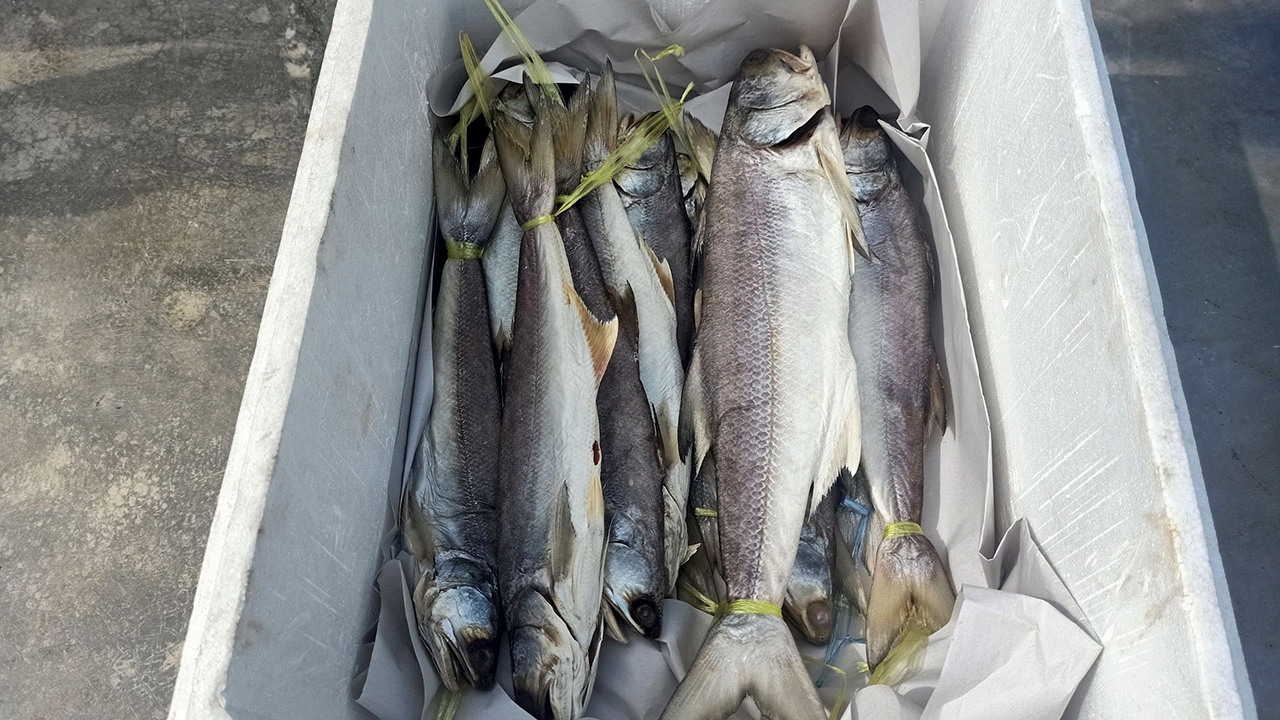 ดราม่า “ปลากุเลาตากใบ” “ควันหลง” ส่งท้าย“เอเปก”