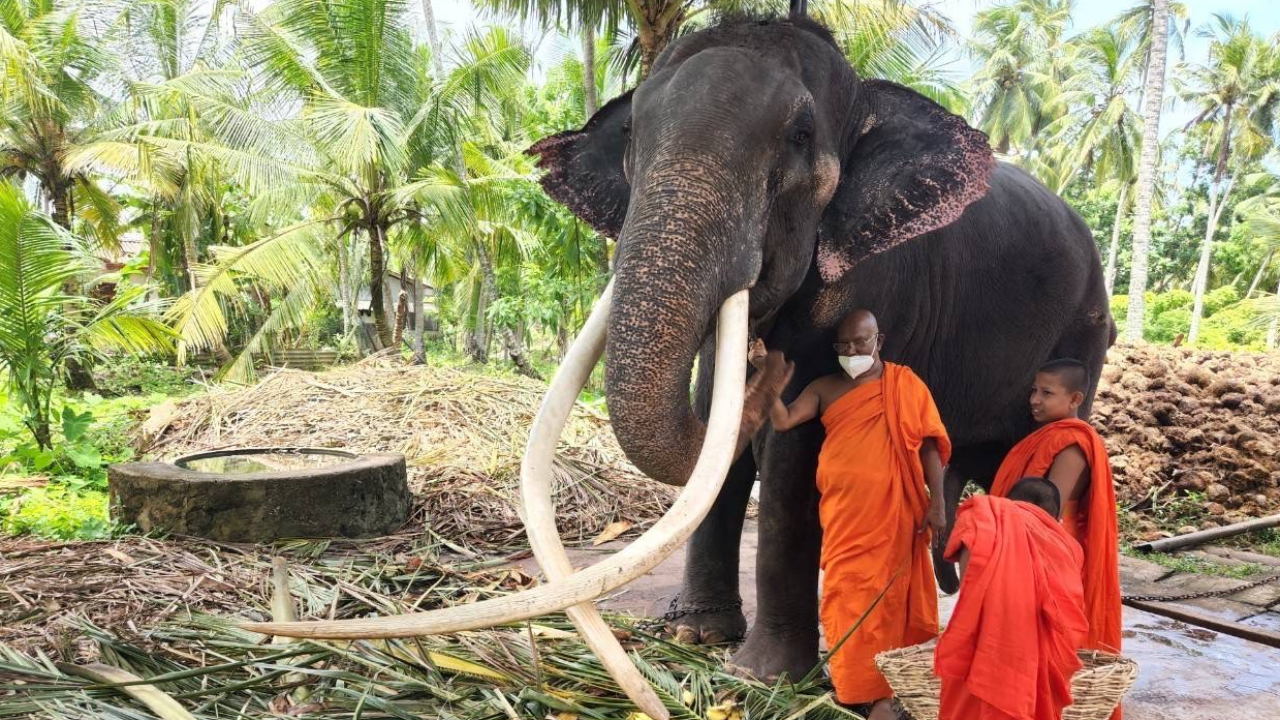 กต. เร่งประสาน "ศรีลังกา" ส่งช้าง "พลายศักดิ์สุรินทร์" ป่วย มารักษาที่ไทย