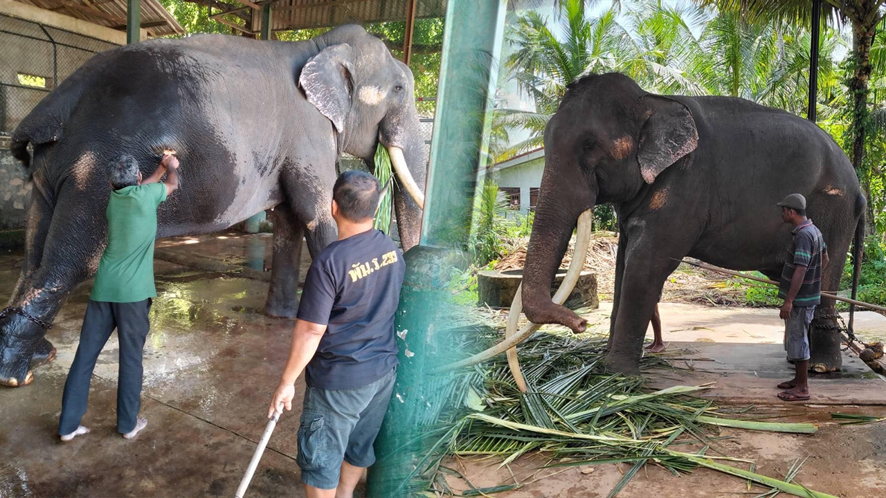 ระดมสัตวแพทย์ดูแลพลายศักดิ์สุรินทร์ ช้างไทยในศรีลังกา ประเมินส่งกลับหรือไม่    