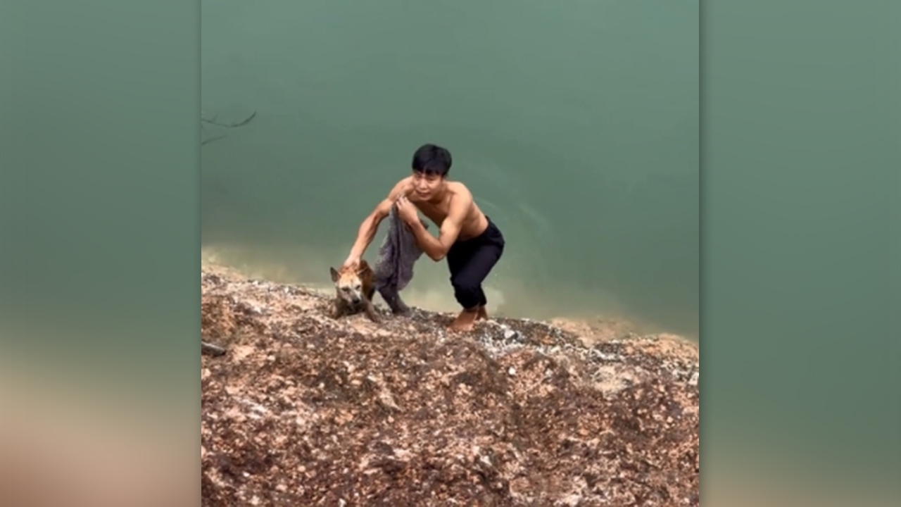 เห็นแล้วใจฟู หนุ่มพลเมืองดี ช่วยชีวิตน้องหมาขึ้นมาจากสระน้ำ (คลิป)