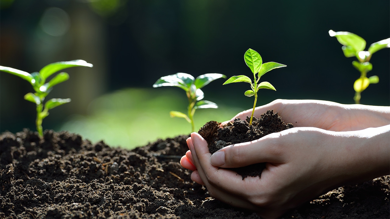 รักในหลวงรัชกาลที่ 9 ปลูกต้นไม้ลดคาร์บอนกันเถอะ