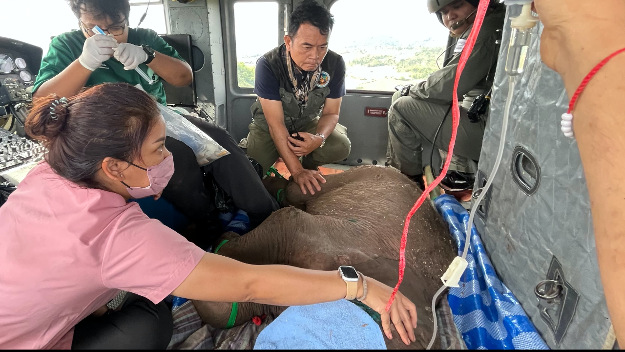 ช่วยสำเร็จ ลูกช้างบาดเจ็บ นำขึ้น ฮ.ทหารส่งบึงฉวาก ยืนยันไม่ใช่ช้างเผือก