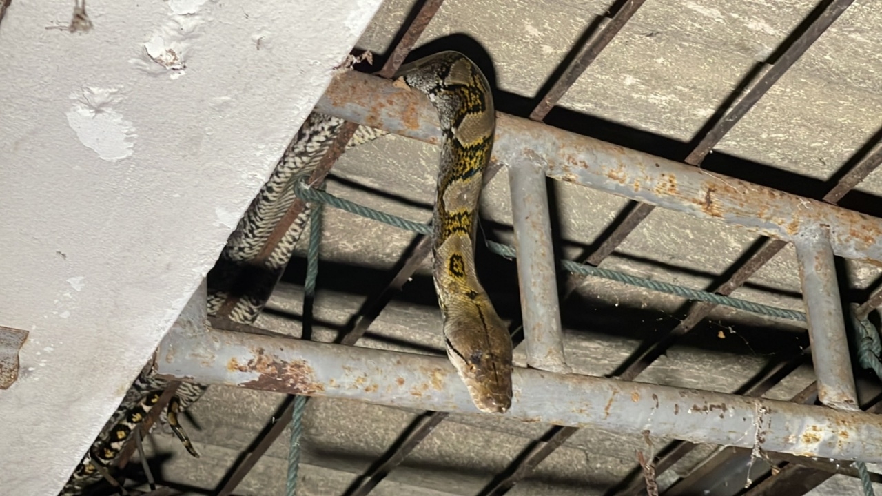 เจ้าของบ้านช็อก แมวหายไปทีละตัว คาดเป็นฝีมืองูเหลือม ที่ห้อยหัวอยู่โครงหลังคา