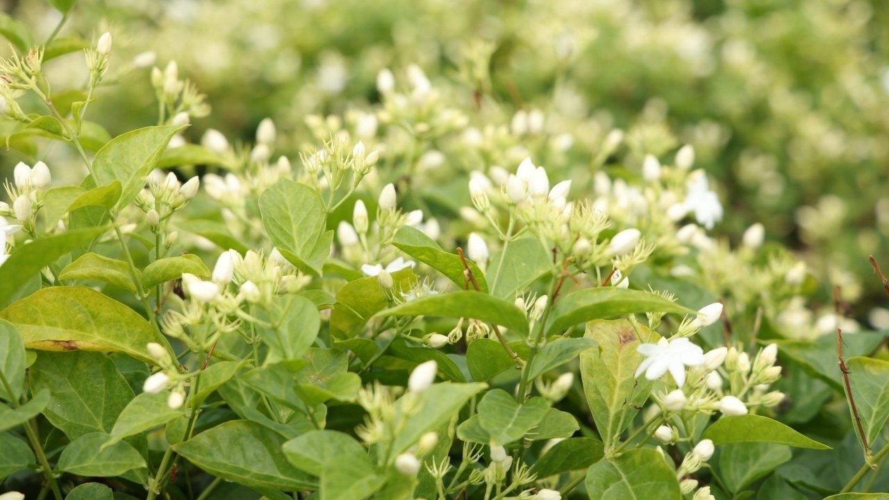 เกษตรฯ ส่งเสริมการปลูกมะลิ ชูโอกาสทองวันแม่ ที่เกษตรกรจะขายมะลิได้ราคาดี