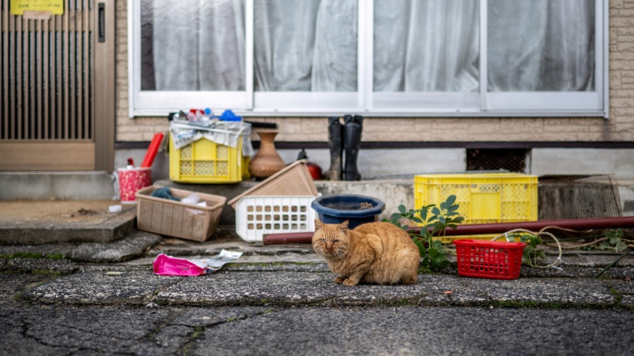 แผ่นดินไหวญี่ปุ่น : น้องแมวรู้ตัวล่วงหน้า 30 วินาที ก่อนเกิดแผ่นดินไหว (คลิป)