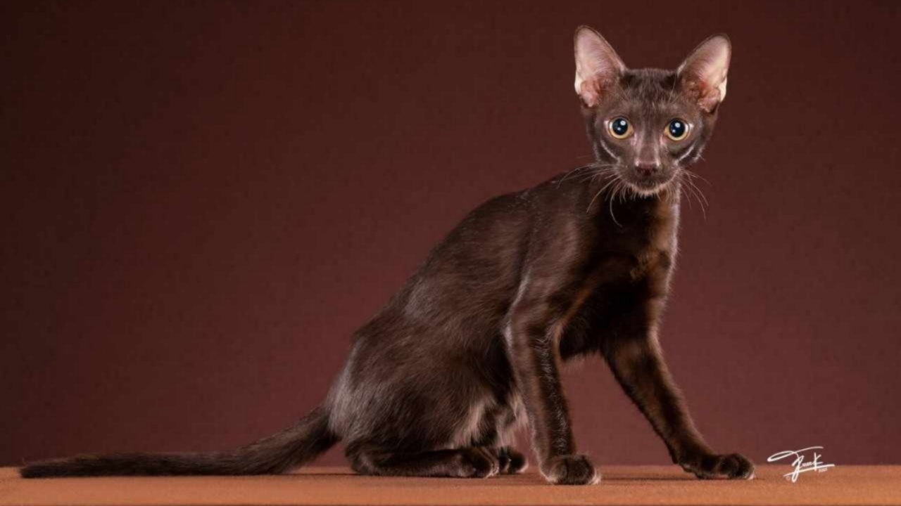 แมวสายพันธุ์ศุภลักษณ์ ได้รับการรับรองสายพันธุ์จาก WCF อย่างเป็นทางการแล้ว