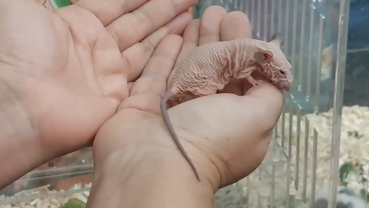 ฮือฮา ฟาร์มไทยเพาะเลี้ยงหนูสฟิงซ์ 2 สีพันธุ์ใหม่ของโลกได้ หวังพัฒนาให้ได้ 7 สี