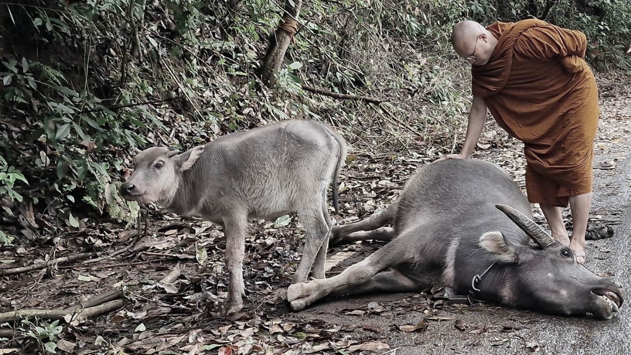 สุดเวทนา "ควายแม่ลูกอ่อน" นอนชักอยู่ข้างถนน ทางขึ้นดอยแม่ระเมิง สิ้นใจแล้ว