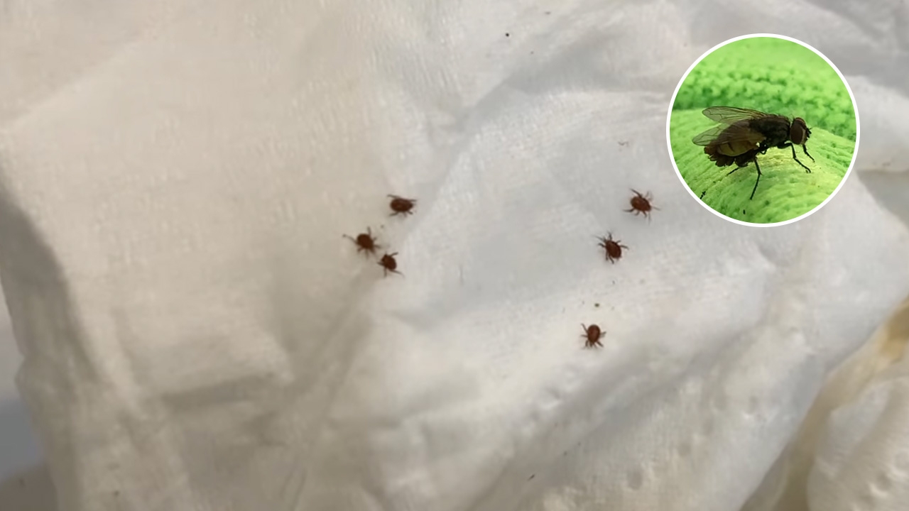 หนุ่มเผยคลิป "แมลงวัน" ซูมดูแล้วขนลุก มีสัตว์เล็กๆ คล้ายเห็บเกาะยั้วเยี้ย