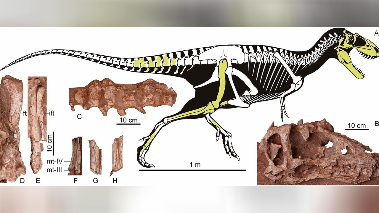 ไทแรนโนซอรัสสายพันธุ์ใหม่พบในจีน