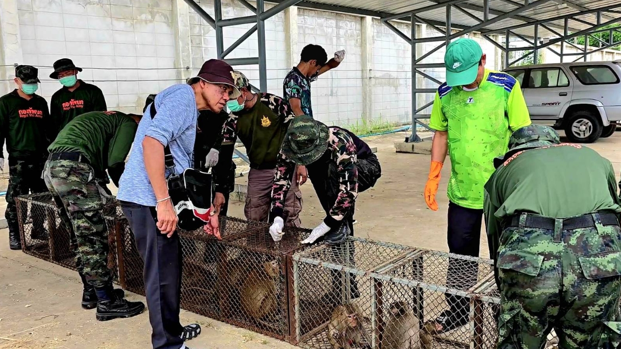 "ลพบุรี" จับลิงเฟส 3 ใกล้ถึงเป้า ผ่าน 9 วัน ตะครุบได้แล้ว 350 ตัว 