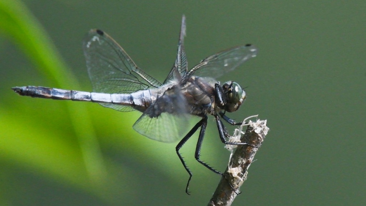 ปรากฏการณ์ประหลาด ฝูงแมลงปอยักษ์นับแสนบินว่อนชายหาดโรดไอแลนด์ (คลิป)