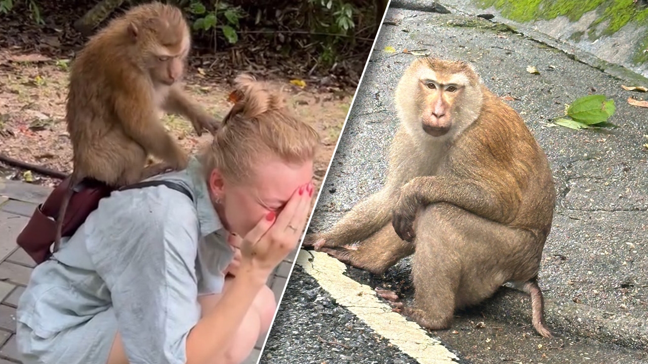 "ลิง 500" ชิงทรัพย์ นทท. ฉกของหนีขึ้นต้นไม้ 2 สาวรัสเซียหวิดซวย