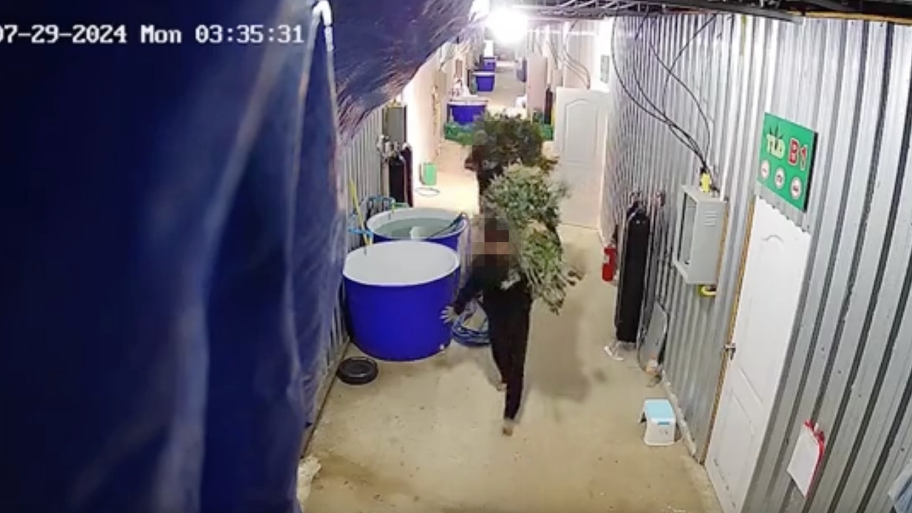 ความฝันแก๊งวัยรุ่น อยากมีธุรกิจกัญชา ย่องขโมยต้นแม่พันธุ์ ราคาหลักหมื่น