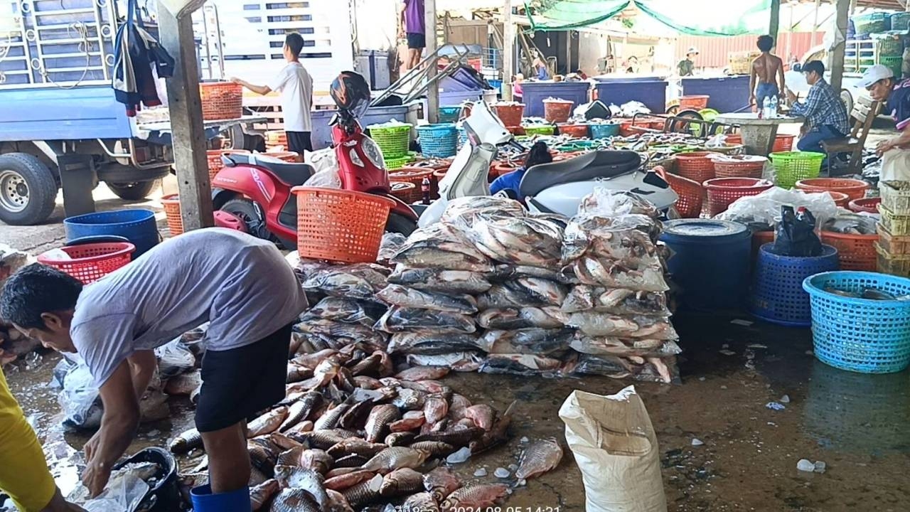 แพปลาฉะเชิงเทรา รับซื้อปลาหมอคางดำ กก.ละ 15 บาท แต่ยังเงียบ ชี้ เพราะระบาดไม่มาก