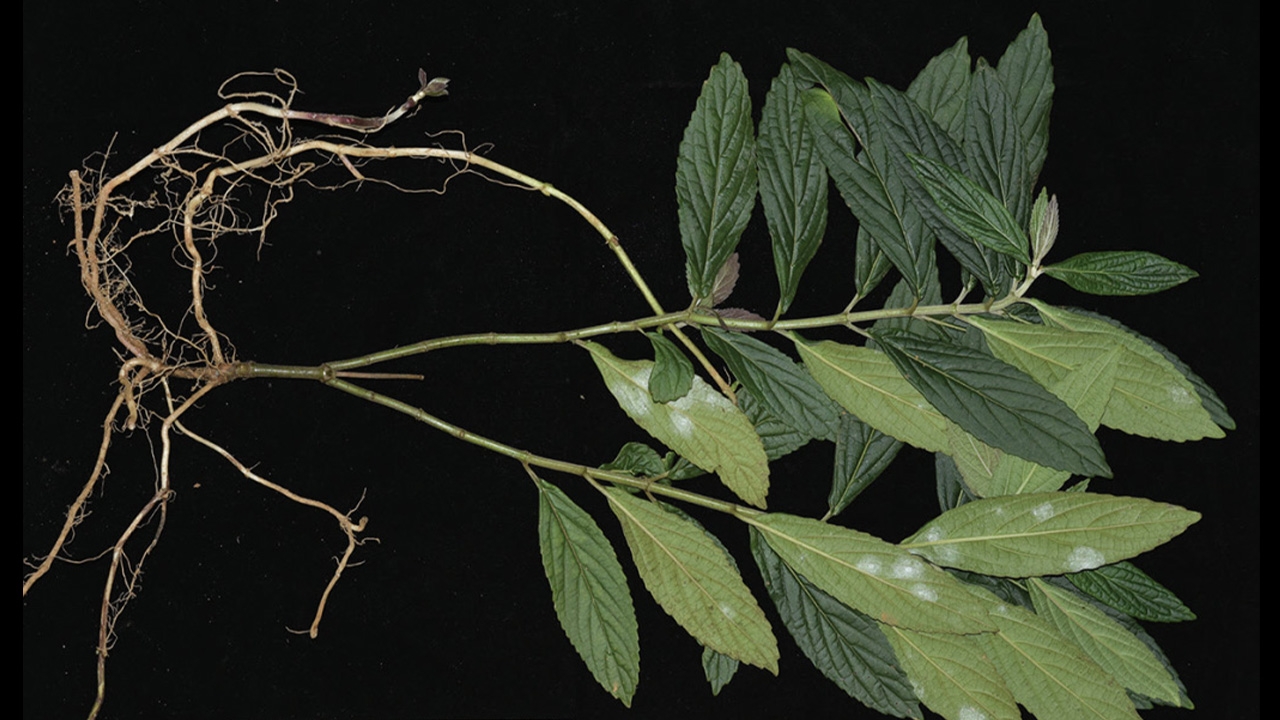 นักวิทย์จีนเฮ ค้นพบพืชวงศ์กะเพรา สายพันธุ์ใหม่