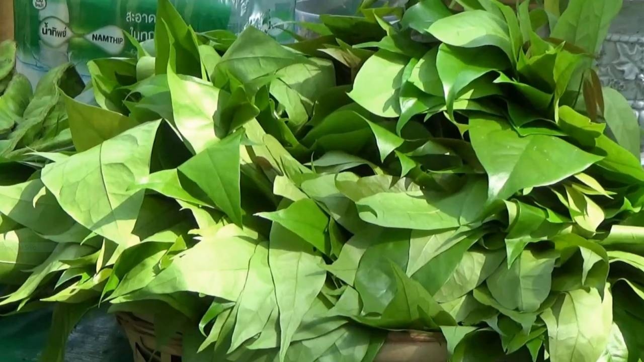 ชาวสวนสตูล ปลูกผักเหลียงแซมตามร่องสวนยางฯ เก็บขายได้เดือนละกว่า 1.2 หมื่นบาท