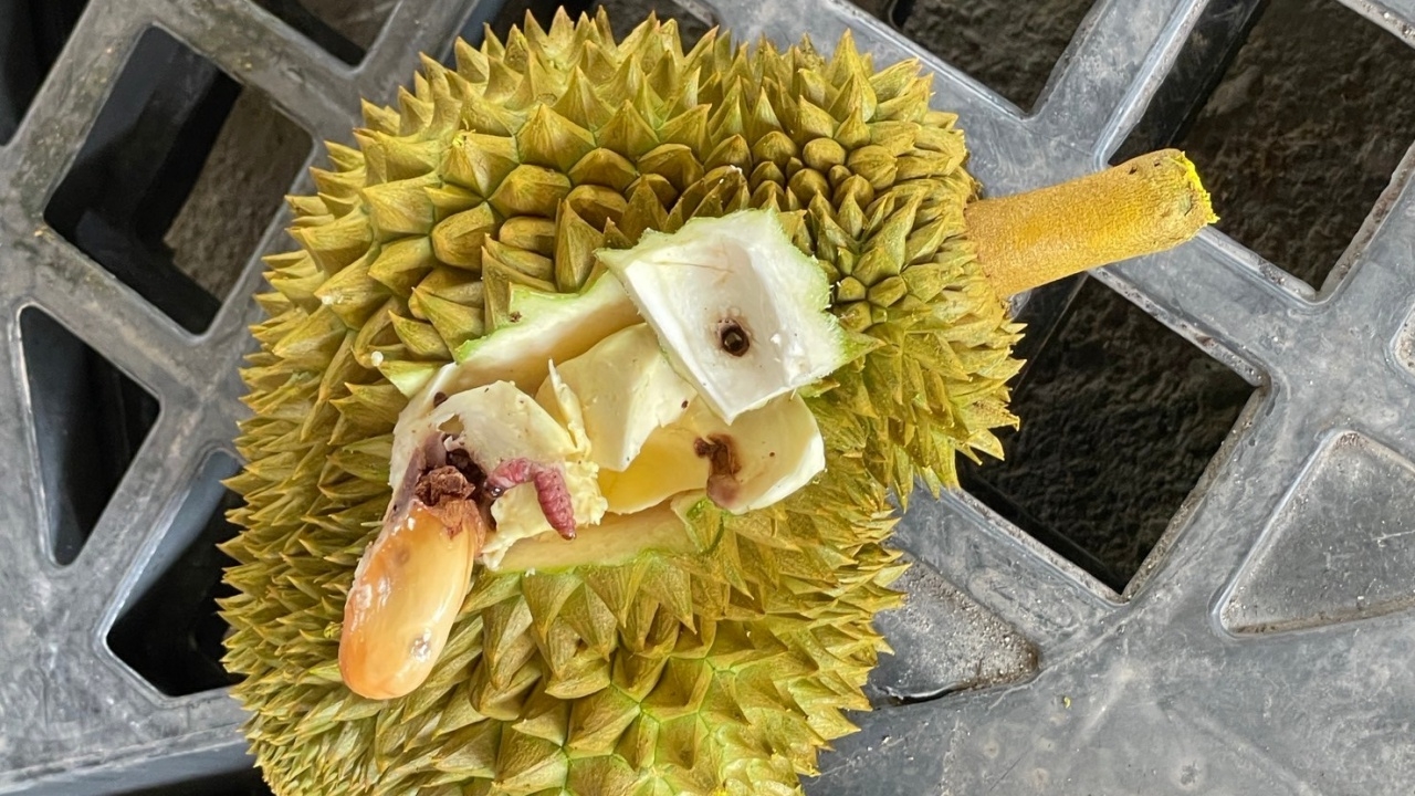 กรมวิชาการเกษตร เร่งแก้ปัญหาหนอนเจาะเมล็ดทุเรียนใต้ ชี้ตลาดจีนยังต้องการอยู่