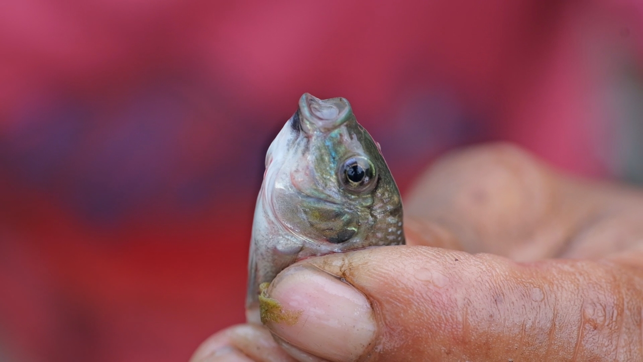 จับตัวยังเหลือไข่ในน้ำ เกษตรกรชี้ปลาหมอคางดำปราบยาก กะพงไม่กินตัวใหญ่-ตัวจิ๋ว