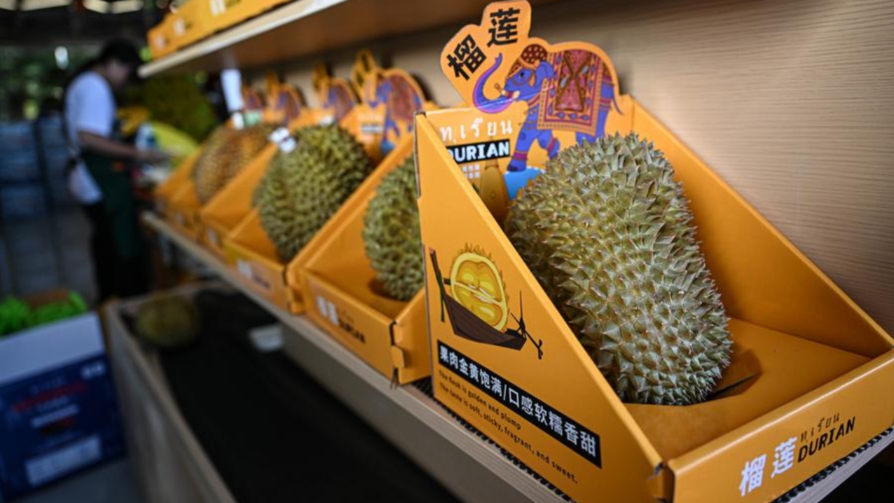 จีนปลูกทุเรียนเอง เริ่มเก็บเกี่ยวส่งตลาดในท้องที่ชนบทแล้ว