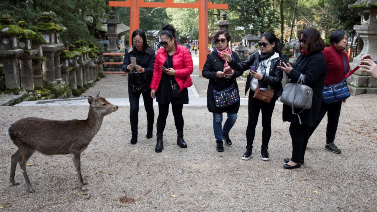 ดราม่าในญี่ปุ่น นักท่องเที่ยวเดินเตะกวางที่สวนสาธารณะเมืองนารา (คลิป)