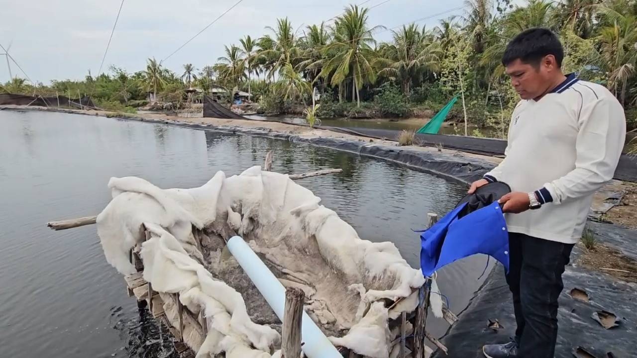 เตือนเกษตรกรนากุ้งเมืองคอน สูบน้ำต้องระวังไข่ปลาหมอคางดำ ปะปนแพร่กระจายลงบ่อ