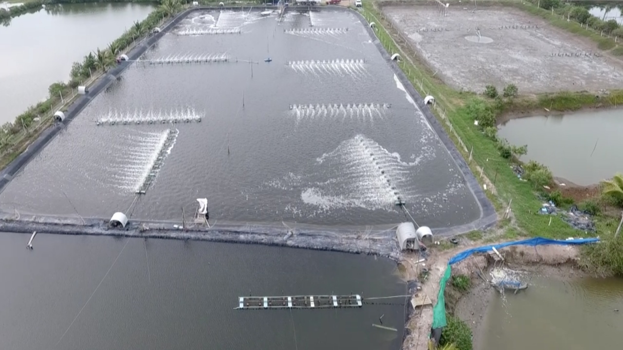 กรมประมงแนะนำ 5 วิธีเตรียมบ่อเลี้ยงสัตว์น้ำ เพื่อป้องกันจากปลาหมอคางดำ