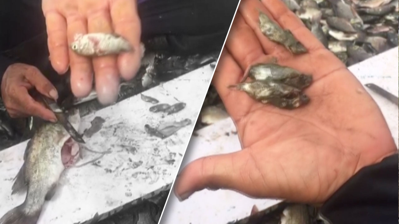 สมุทรสาคร ผ่าปลากะพงพิสูจน์พบกินปลาหมอคางดำจริงๆ วอนให้นักล่าทำงานก่อน