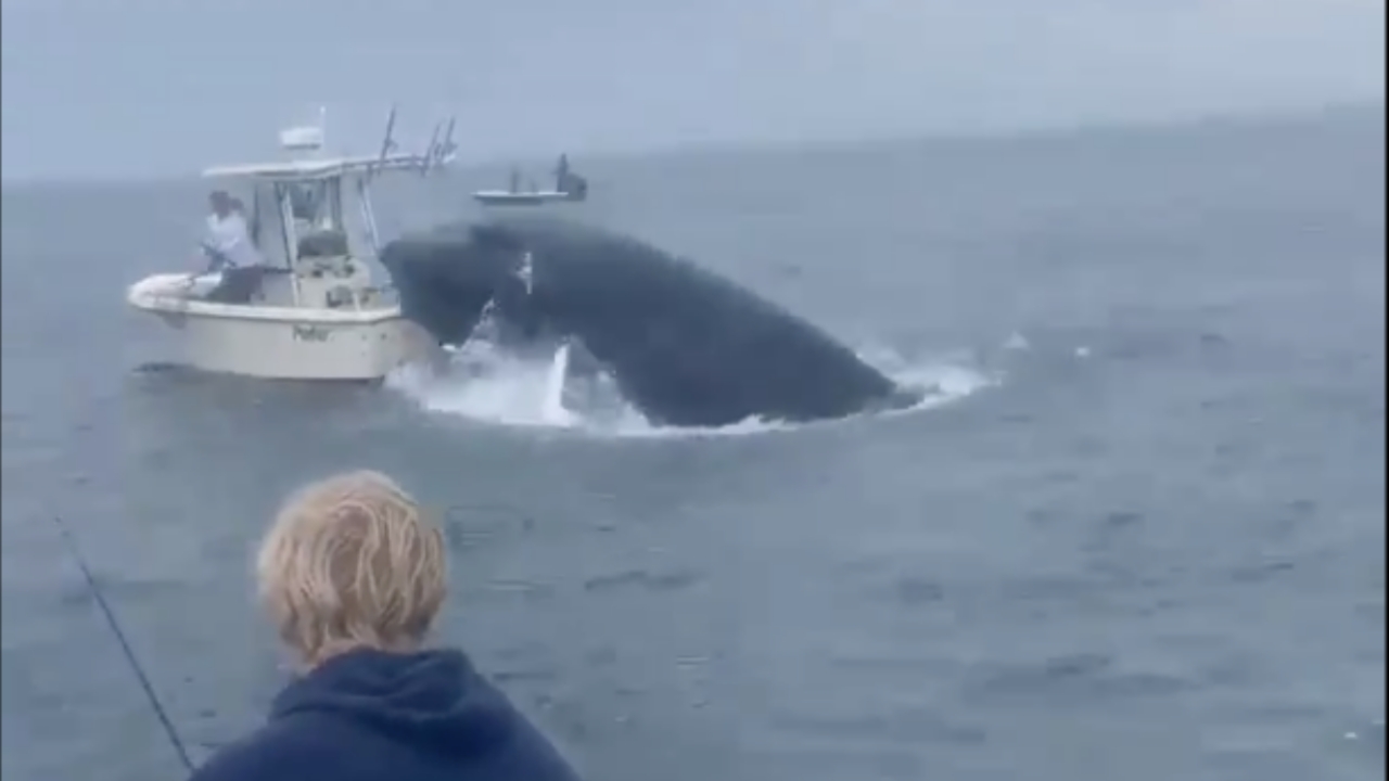 ช็อก วาฬกระโจนใส่เรือจนล่มที่สหรัฐฯ คนบนเรือว่ายน้ำหนีตาย (คลิป)