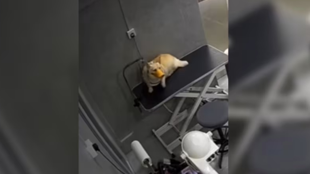 สลด สุนัขคอร์กี้ เชือกรัดคอตายในร้านตัดขนสิงคโปร์ (คลิป)