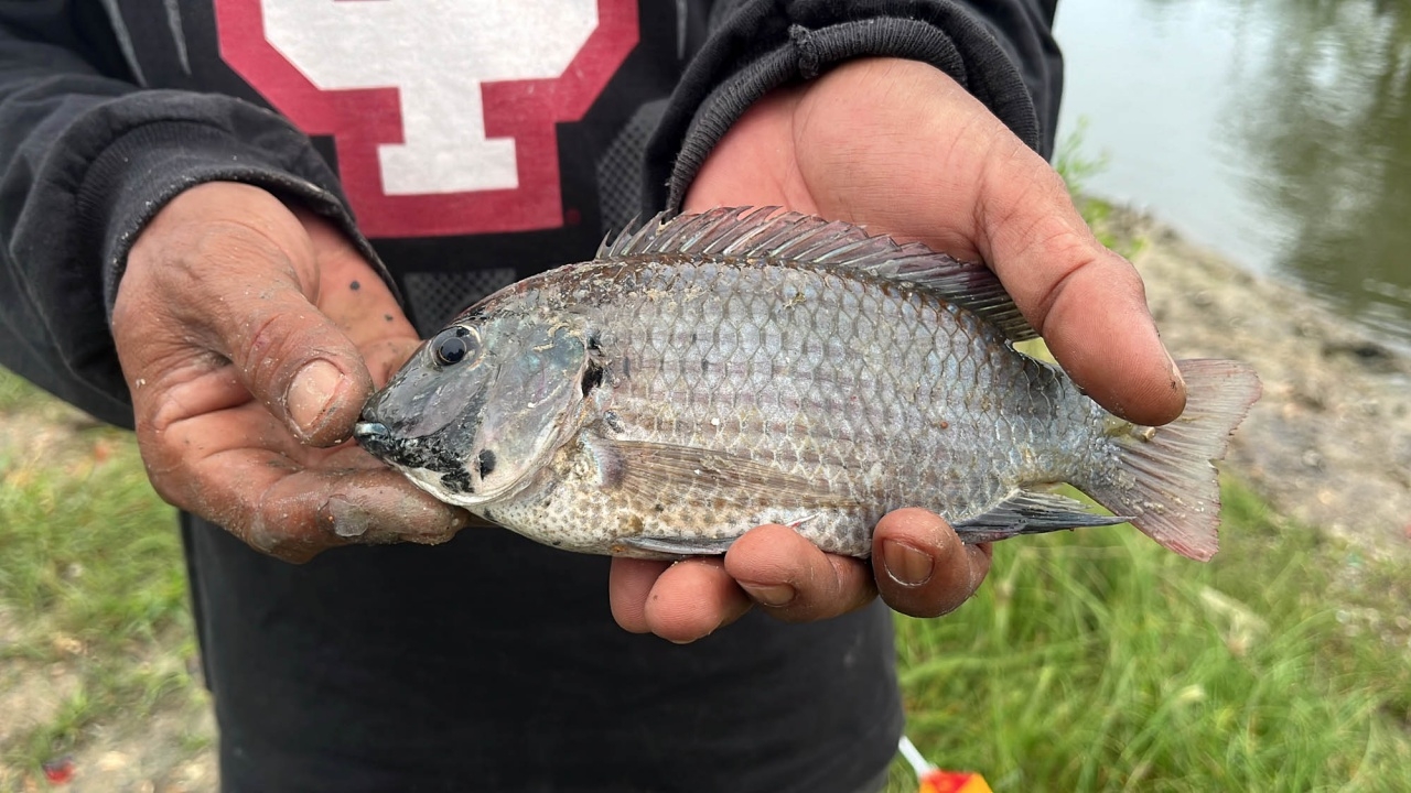 ปลาหมอคางดำแน่นคลองที่ อ.ระโนด ด้านประมงสงขลาเร่งหาทางจับ ลดจำนวนก่อนฤดูมรสุม