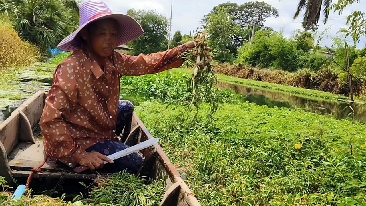 ชาวบ้านที่ ต.โพหัก ปลูกผักกระเฉดในคลอง ลงทุนแค่พันกว่าบาท เก็บขายได้ตลอดชีพ