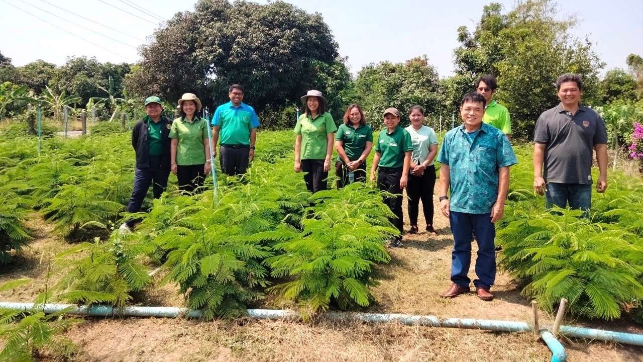 เกษตรกรปลื้ม รวมกลุ่มแปลงใหญ่ชะอมโพธิ์รังนก สู่ผลผลิต มาตรฐาน GAP