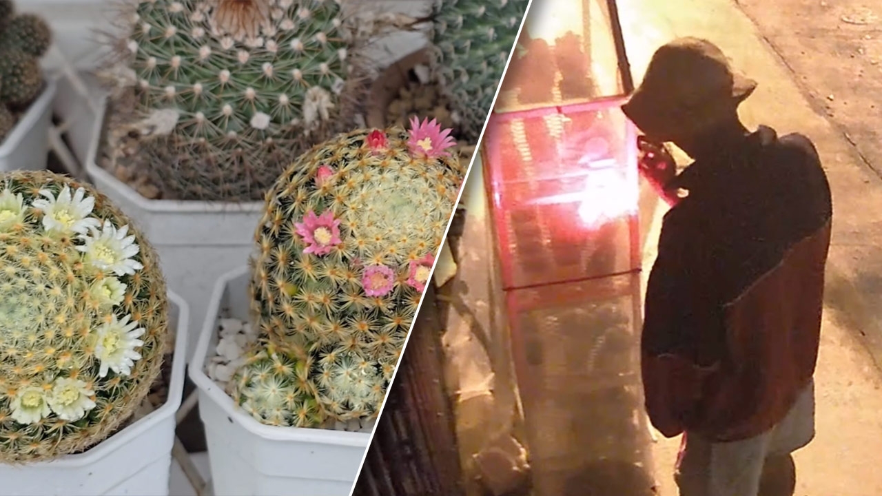 เจ้าของบ้านสุดนอยด์ ถูกขโมย "แคคตัส" ตอนตี 3 บอกมาขอกันดีๆ จะน่ารักมากกว่า