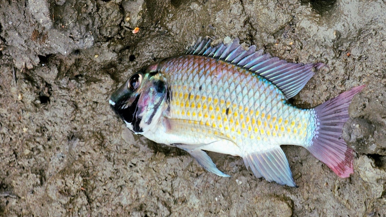 อ.เจษฎ์ เผยสาเหตุที่ "ปลาหมอคางดำ" มีสีสวย บอกเจอแล้ว ก็ต้องกำจัดเหมือนกัน