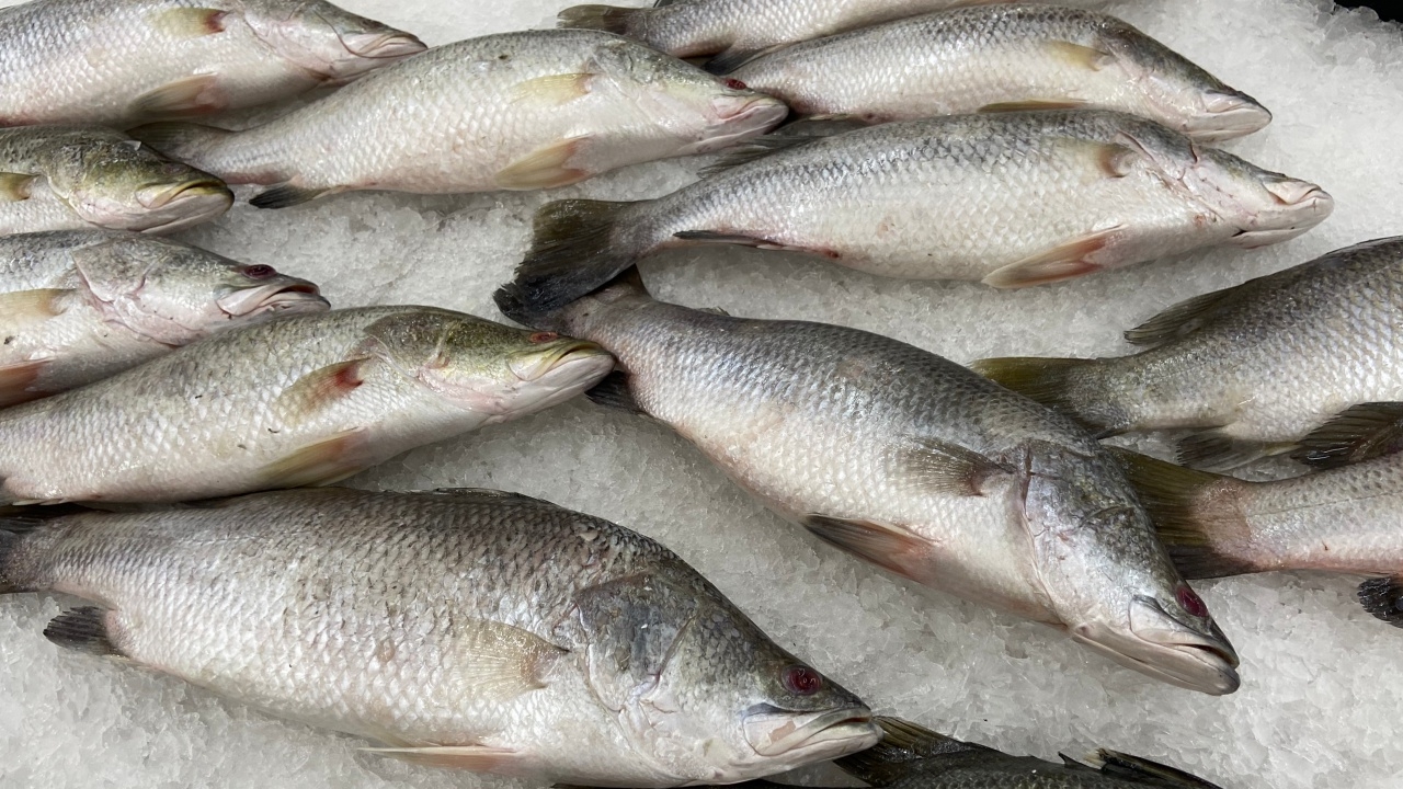 สภาเกษตรกรเมืองคอน เห็นต่างกรมประมง ปล่อยปลากะพงล่าปลาหมอคางดำ จะได้ไม่คุ้มเสีย 