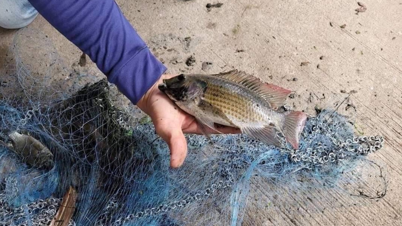 ราชบุรีพบปลาหมอคางดำแล้ว 5 อำเภอ จังหวัดเร่งหนุนชาวบ้านจับ-ปล่อยนักล่า