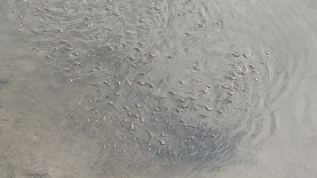 สมุทรปราการเจอปลาหมอคางดำ ตามคลองเชื่อมแม่น้ำเจ้าพระยา ยังไม่มีขายตามตลาด