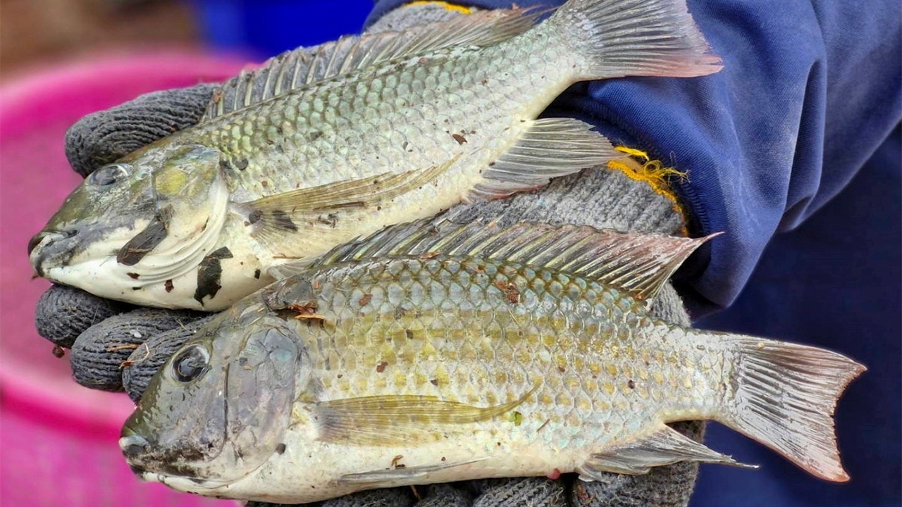 ปริศนา..ปลาหมอสีคางดำ ต้นกำเนิดการระบาดในไทย