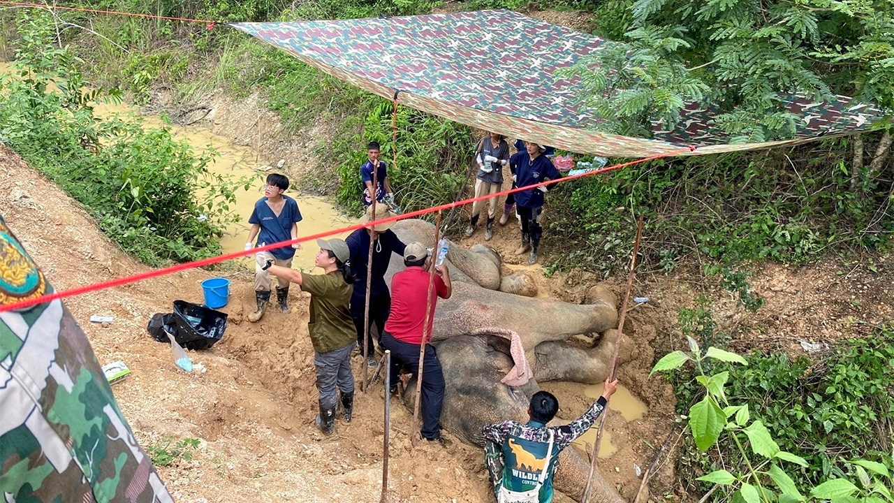 ช่วยช้างป่า