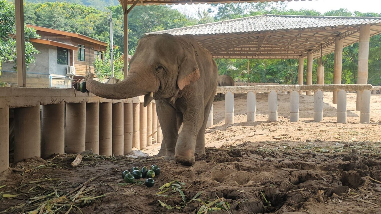 ยังไม่สามารถ ย้าย "พลายดอกแก้ว-พลายขุนเดช" ออกจากศูนย์บริบาลช้างไทยได้