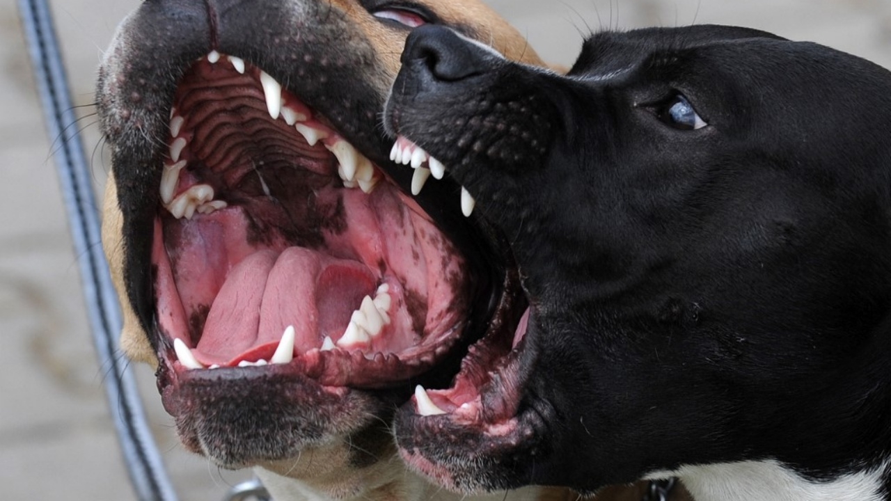 พิตบูลโหด กัดแขนเจ้าของสาวชาวออสเตรเลียขาด