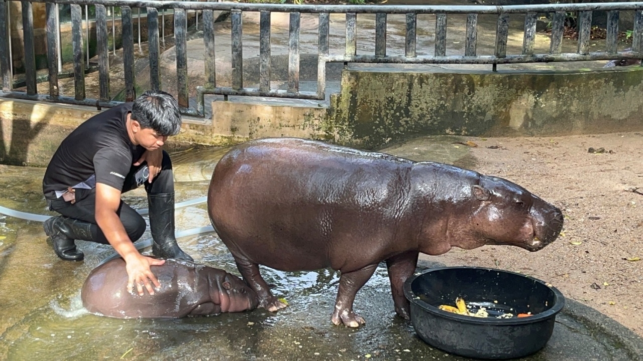 สวนสัตว์ฯ จัดมาตรการดูแลนักท่องเที่ยว เดินทางมาดู "หมูเด้ง" ช่วงวันหยุดยาว