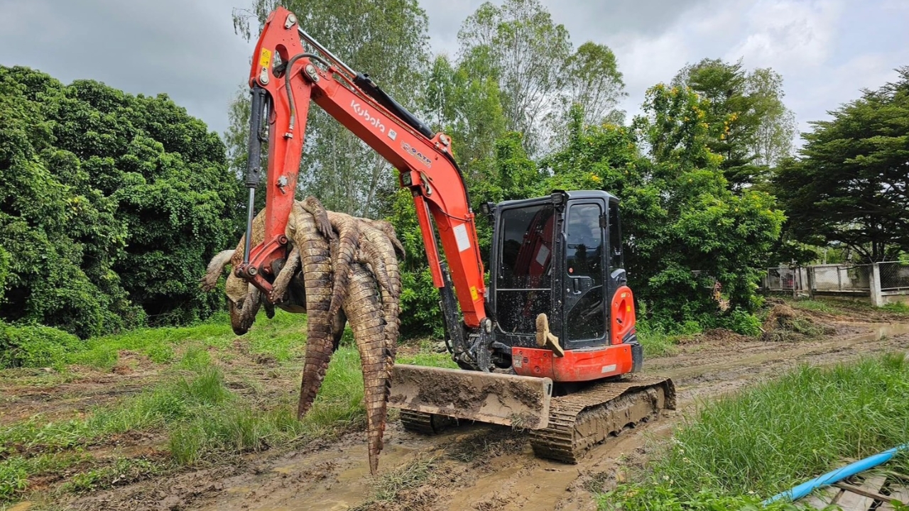 Farm owner explains decision to cull croc breeders to avoid danger