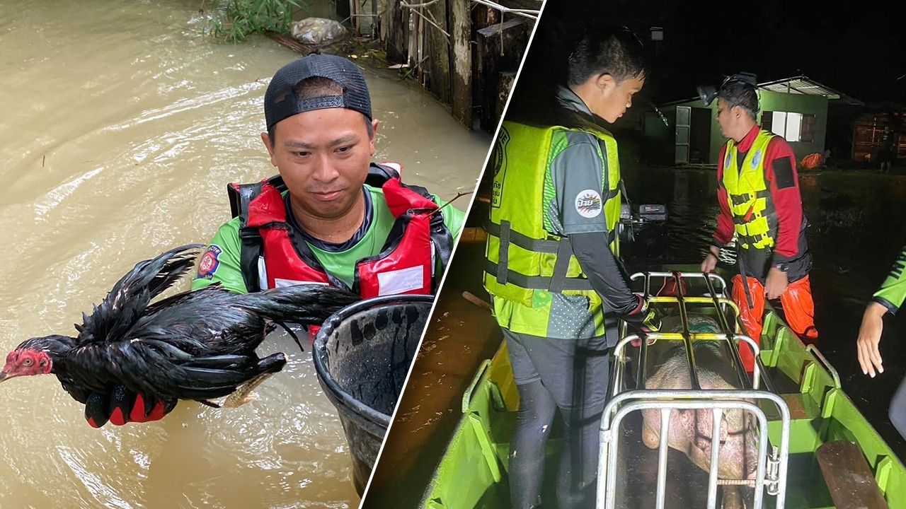 ห่วงใยทุกชีวิต ชื่นชมอาสากู้ภัยช่วยอพยพ "หมู-ไก่" ขึ้นเรือหนีน้ำท่วม