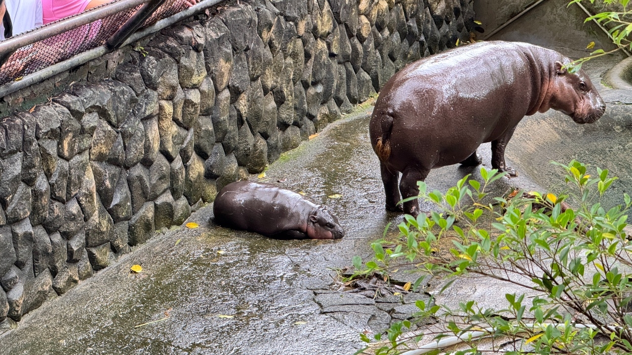 Thailand’s hippo Nong Moo Daeng sets record for tourist ticket sales