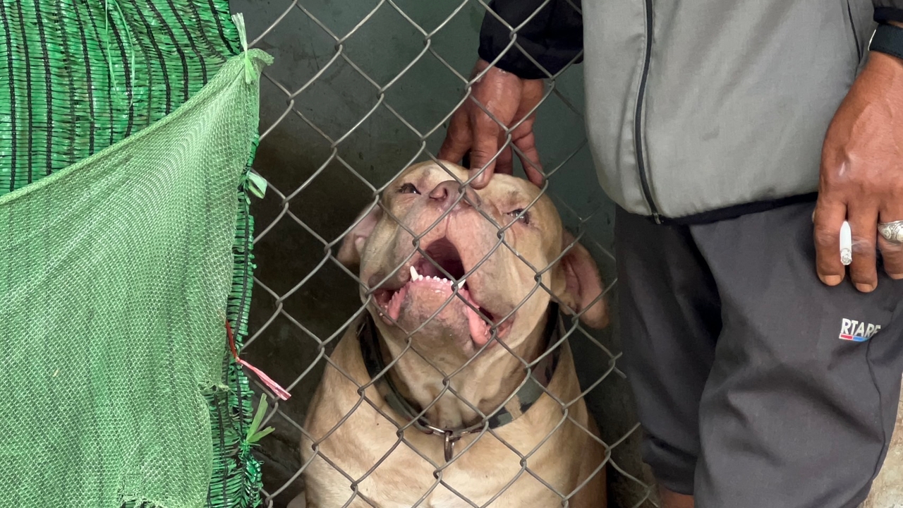 Pit bull “Poygai” seeks new home after attacking owner