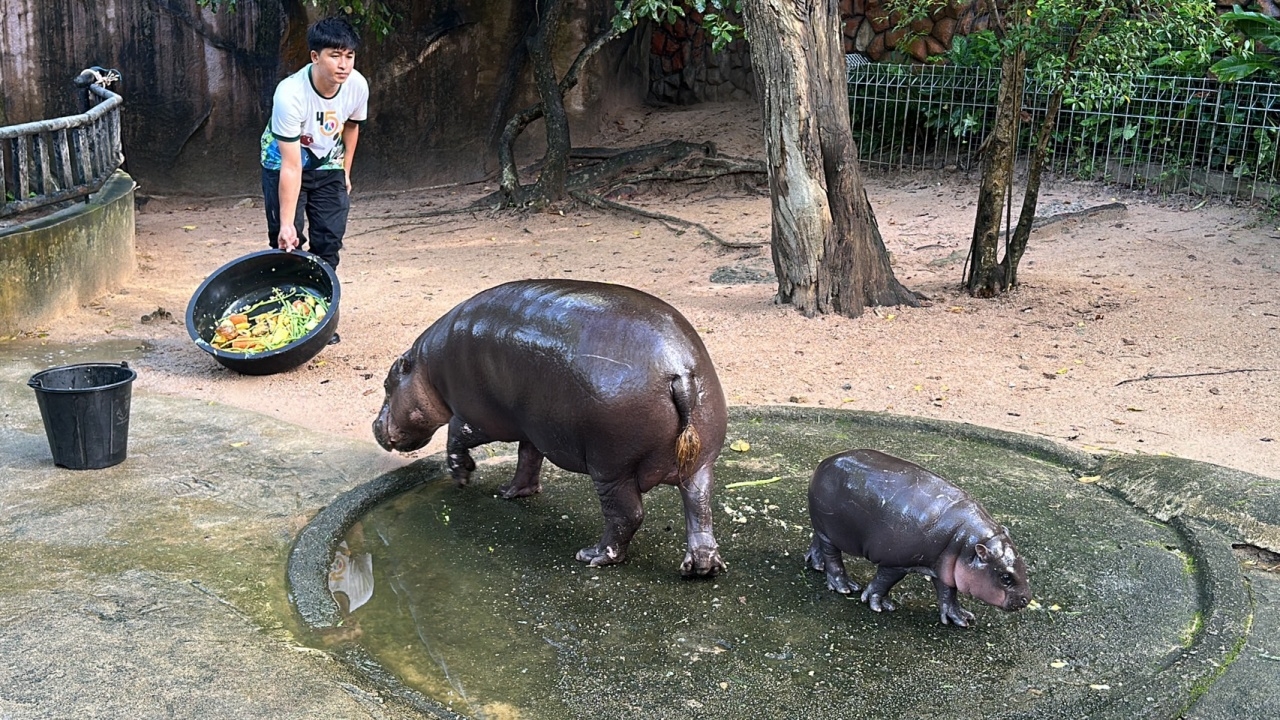 พี่เลี้ยง "หมูเด้ง" ไม่ใส่ใจ ดราม่าติ๊กต่อกเกอร์กล่าวหากักขังสัตว์ เพราะฟังไม่ออก