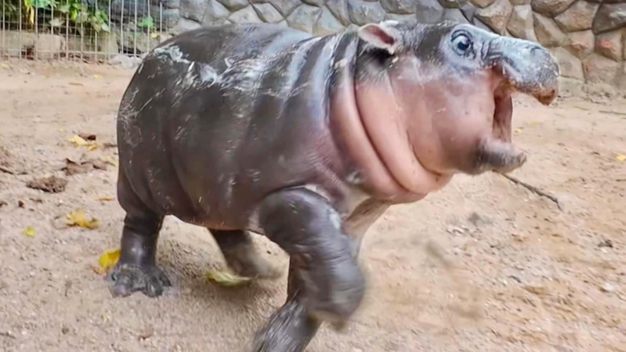 "น้องหมูเด้ง" โดนรังแก ผู้อำนวยการสวนสัตว์ ตั้งกฎเหล็กป้องกัน ขู่ดำเนินคดีตามกฎหมาย